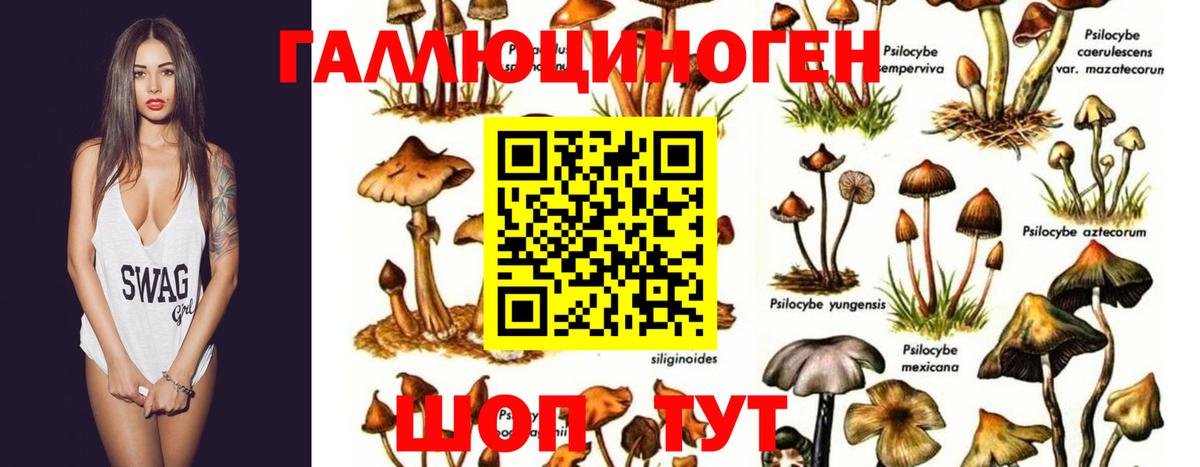 Галлюциногенные грибы Psilocybine cubensis Сокол